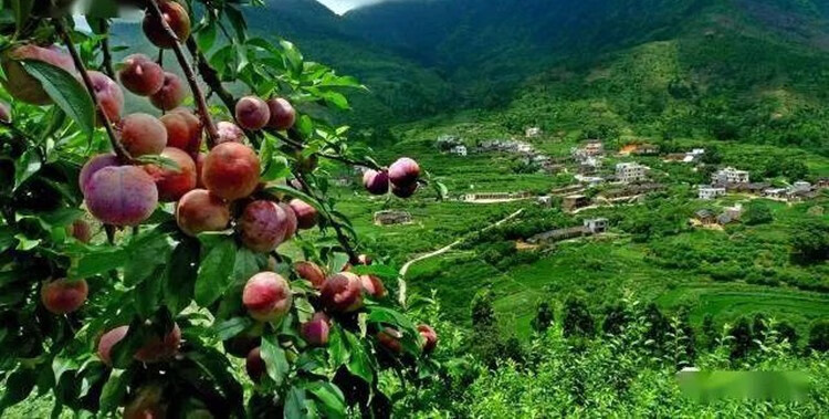 顺丰闪送信宜钱排李子三华李水果三月李脆李珍珠李新鲜应季孕妇酸水果