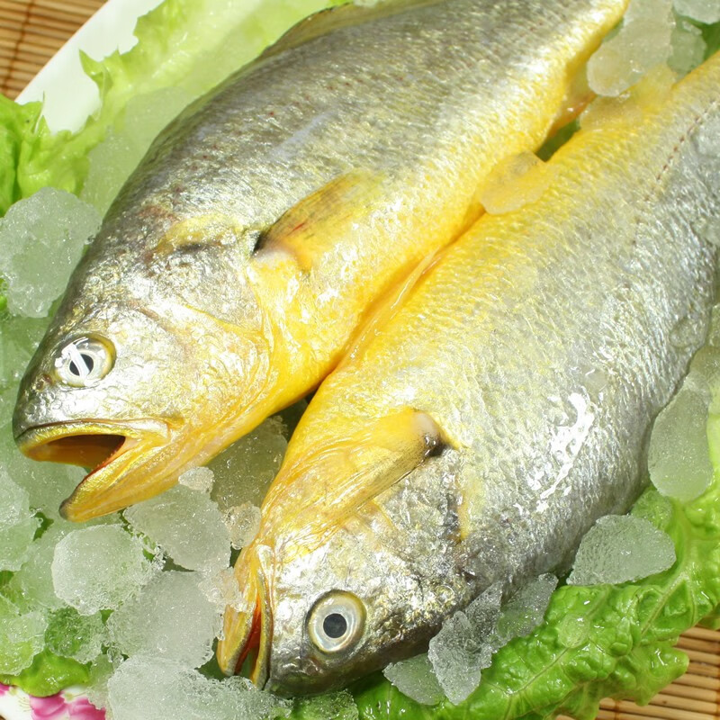 【顺丰】青岛活冻大黄花鱼 新鲜冰鲜黄花鱼 深海海捕生鲜鱼类 1.