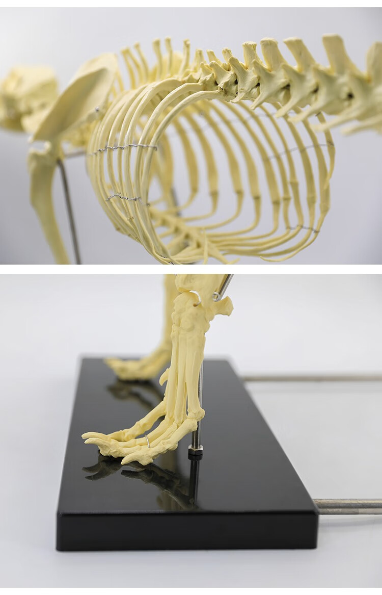 仿真犬骨骼模型真实倒模组装好大型狗骨髅标本动物大型