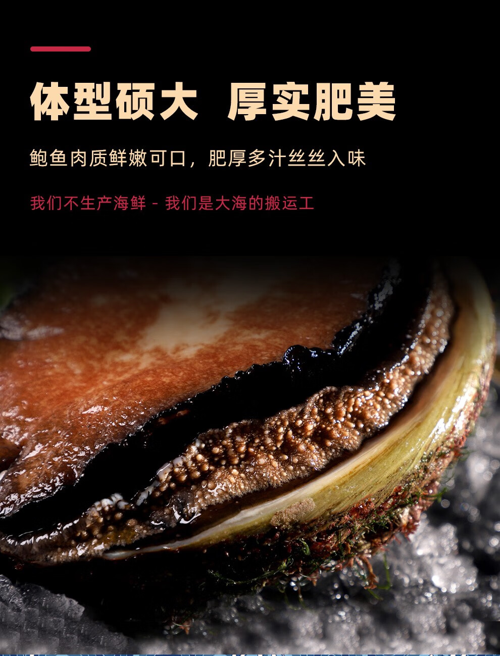 嘉麟楽 冷冻活冻澳洲鲍鱼鲜活澳鲍澳大利亚特大黑边鲍鱼新西兰黑金鲍