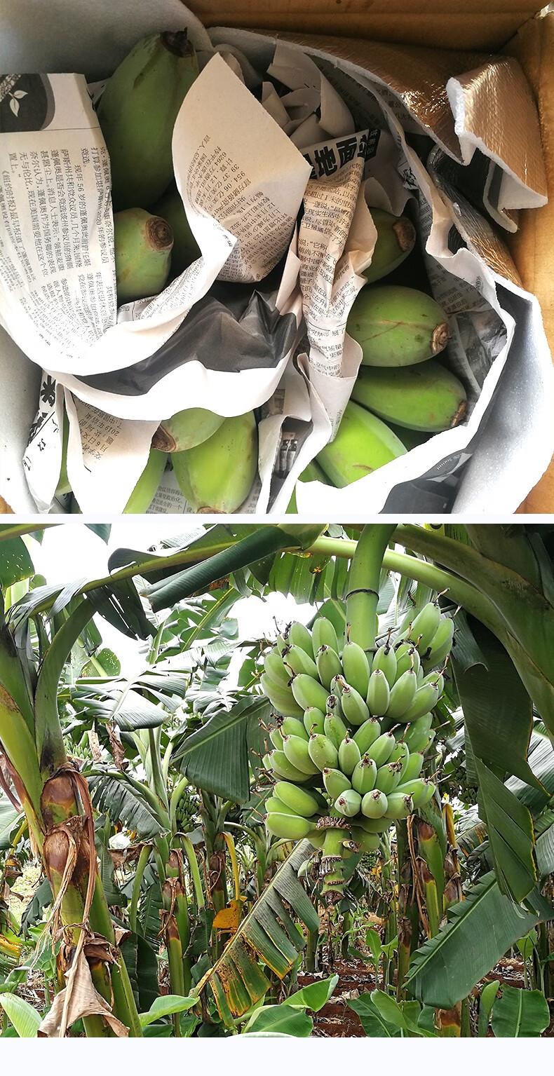 正宗广西苹果蕉新鲜当季时令水果小芭蕉甜香蕉整箱净重9斤5斤3斤超值