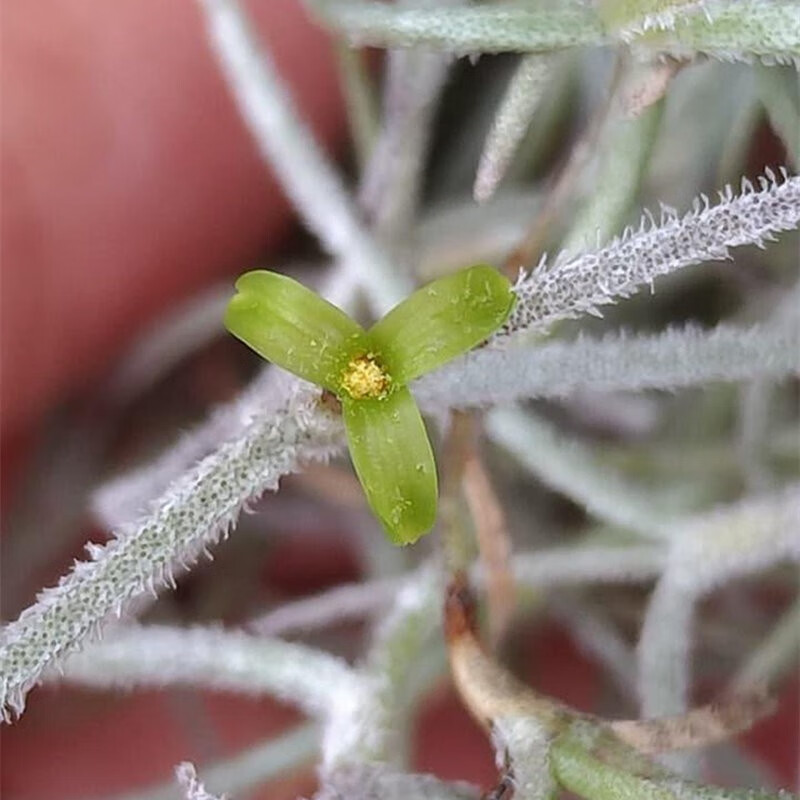 空气花凤梨 老人须无土懒人植物松萝不需泥土开花带香味干净好养 红