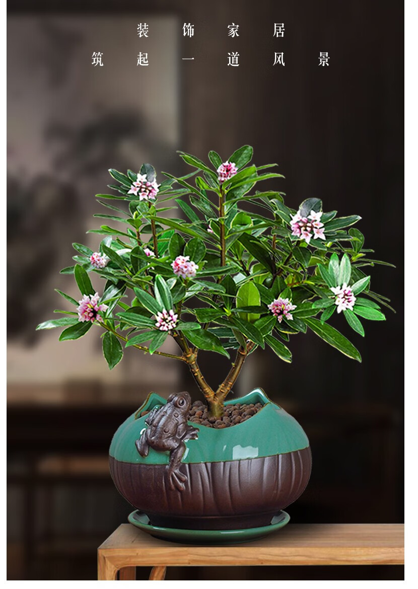 金边瑞香盆栽室内四季常青好养植物开花浓香盆景耐寒老桩冬季花卉