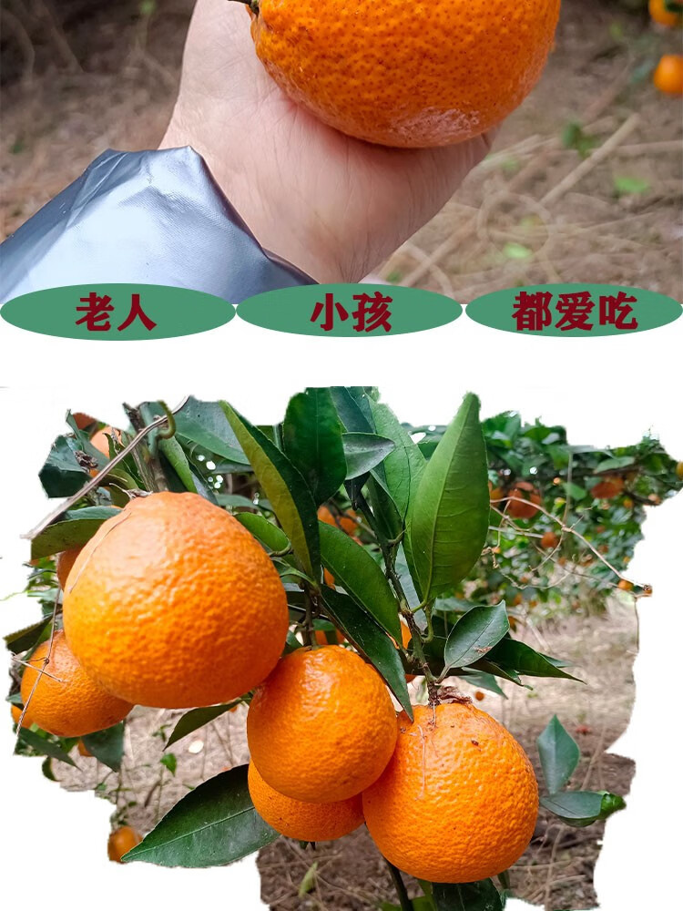 汉源直发口感升级四川汉源黄果柑石棉黄金果青果新鲜水果现摘整箱10斤