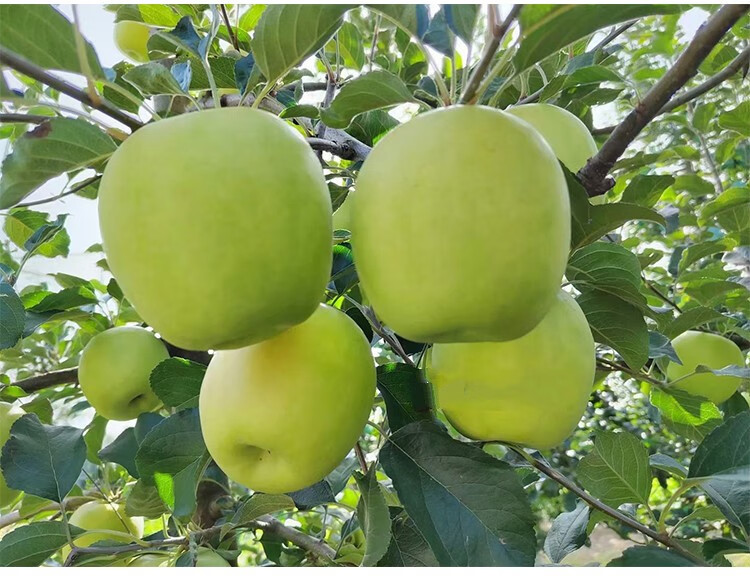 高端礼盒装陕西白水新品种瑞雪苹果脆甜陕西苹果富士苹果大果礼盒装