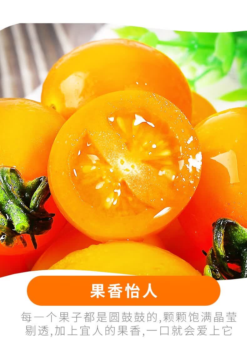 寻味君黄金圣女果玲珑黄色小番茄小西红柿新鲜蔬菜5斤超值尝鲜
