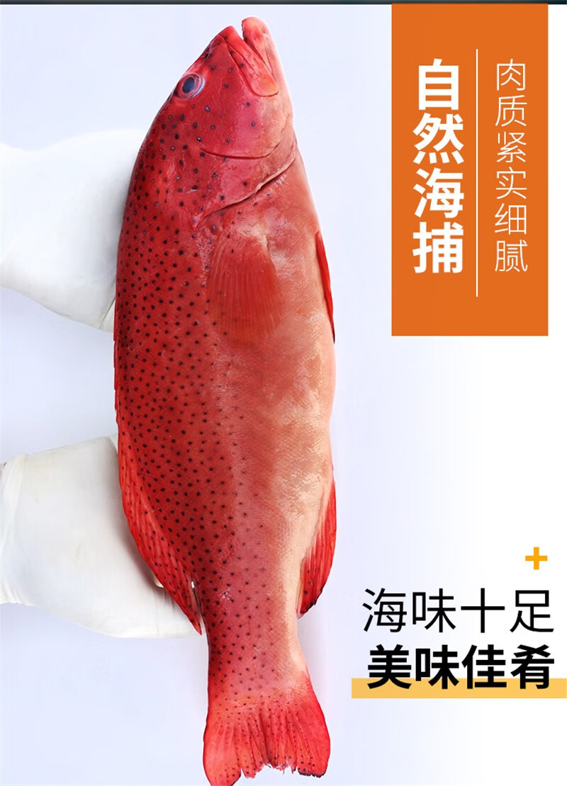 鲜活海鱼深海斑鱼 红石斑鱼 星斑鱼 2条装【600g*2条】【图片 价格