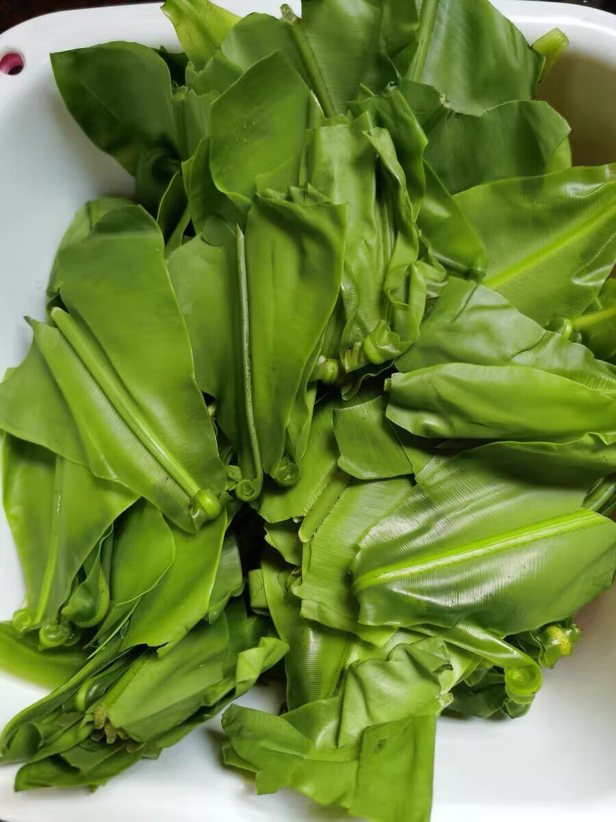 新鲜台湾山苏菜山苏叶鸟巢蕨西餐菜250g