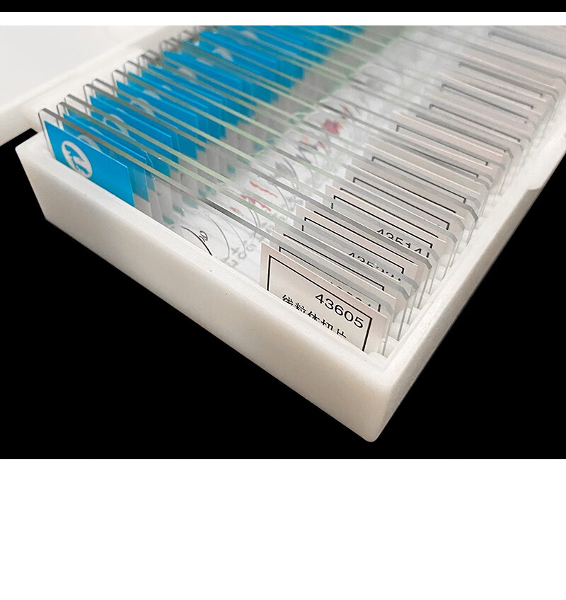 豫安宁生物切片永久装片人血涂片人体四大组织字母e上字初高中神经装