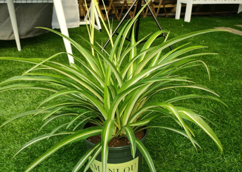 金心银边吊兰盆栽绿植室内植物多年生四季 金心吊兰 金边吊兰 含盆