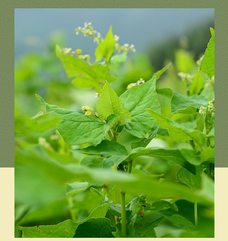 三匠苦荞茶 黑苦荞全株茶180克铁盒装 麦香型 四川特产 大凉山黑苦荞