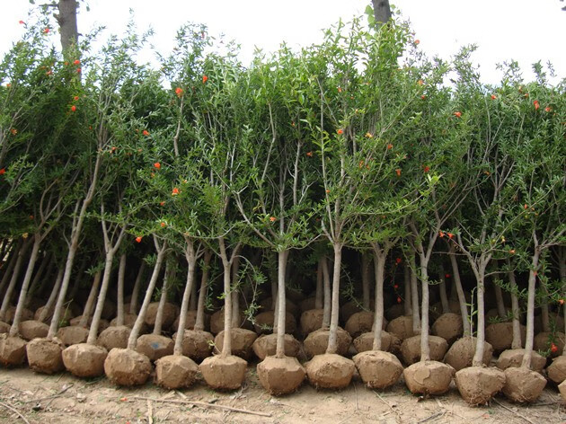 特大果石榴树苗嫁接软籽石榴苗庭院阳台果树苗当年结果盆栽地栽南北方