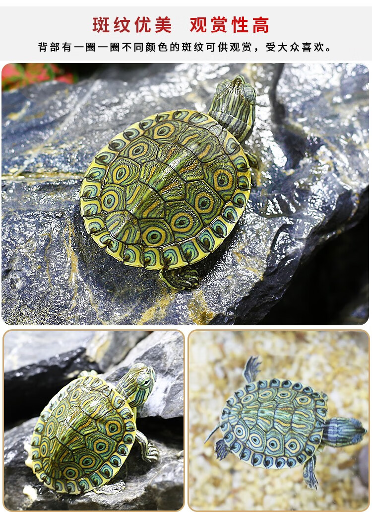 【萌龟饲家】大河甜甜圈东锦西锦孔雀龟深水龟淡水冷水观赏宠物吃粪小