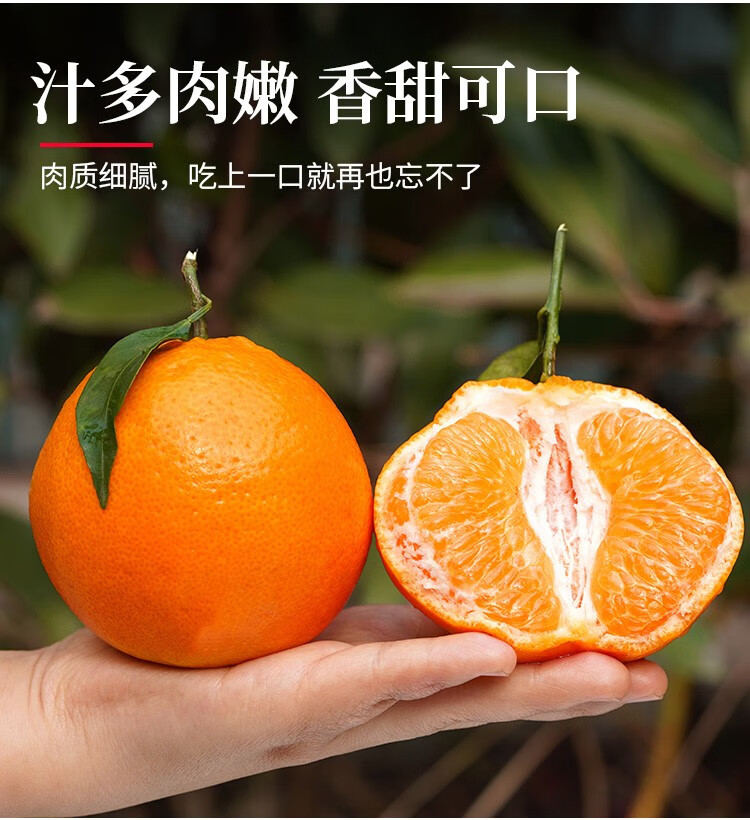 春见耙耙柑礼盒价格(春见耙耙柑简介)