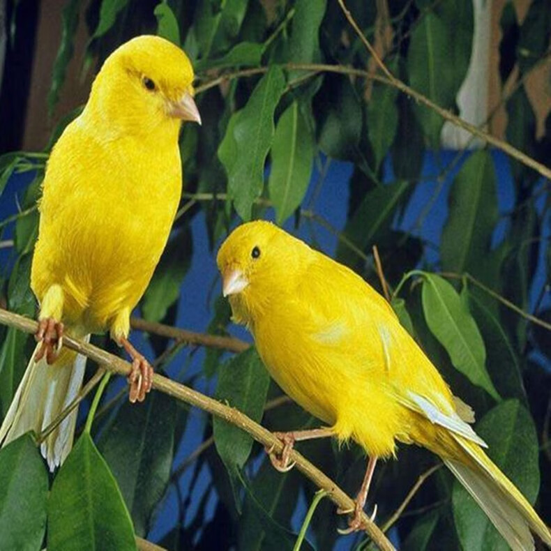 玉鸟鸟活体红玉鸟活物观赏鸟山东活体红玉鸟活体活体鸟红玉鸟黄玉鸟一