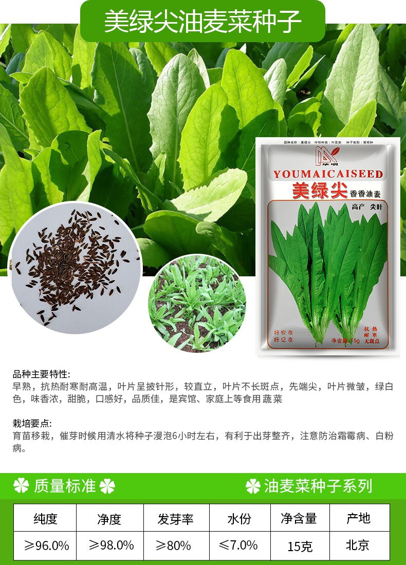 凤鸣雅世 凤尾生油麦菜种子四季播青菜种籽仔阳台菜籽米香油麦菜籽