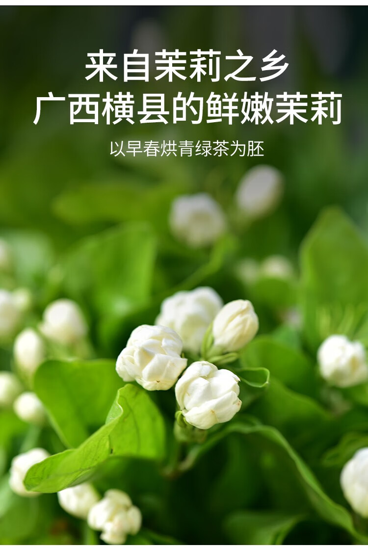 天福茗茶悠然茉莉花茶 广西横县茉莉花茶浓香型茶叶100g