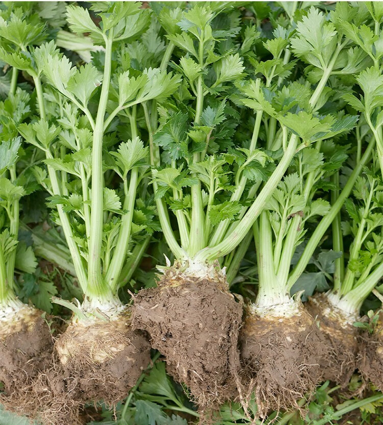 大禹根芹菜苗种子种籽春季菜苗秧蔬菜苗子阳台种植四季播种苗大芹菜苗