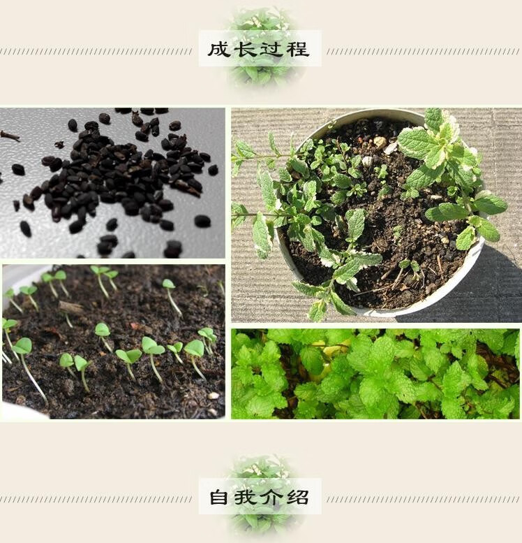 薄荷种子食用薄荷盆栽四季阳台易种柠檬薄荷花卉植物种籽留兰香薄荷