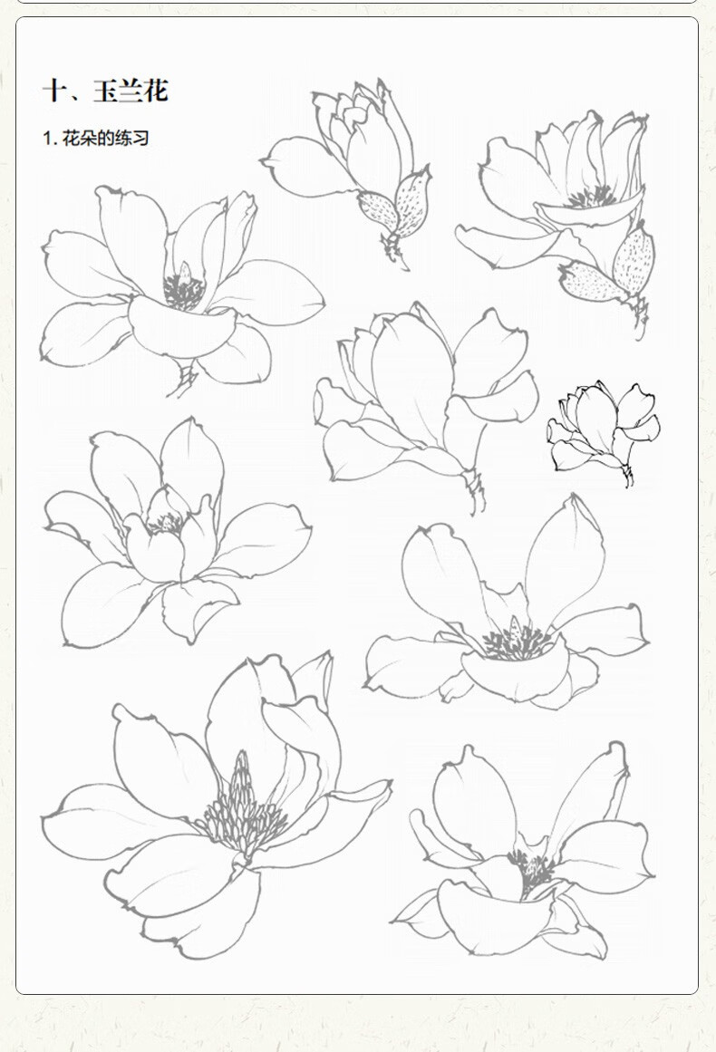 正版中国画白描入门篇国画临摹白描画谱底稿工笔画零基础白描入门梅兰