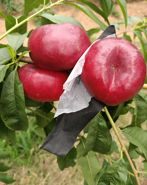 纽扣蟠桃新鲜水果扁桃金钱小油蟠桃现摘桃子当季水果 特级果 1.