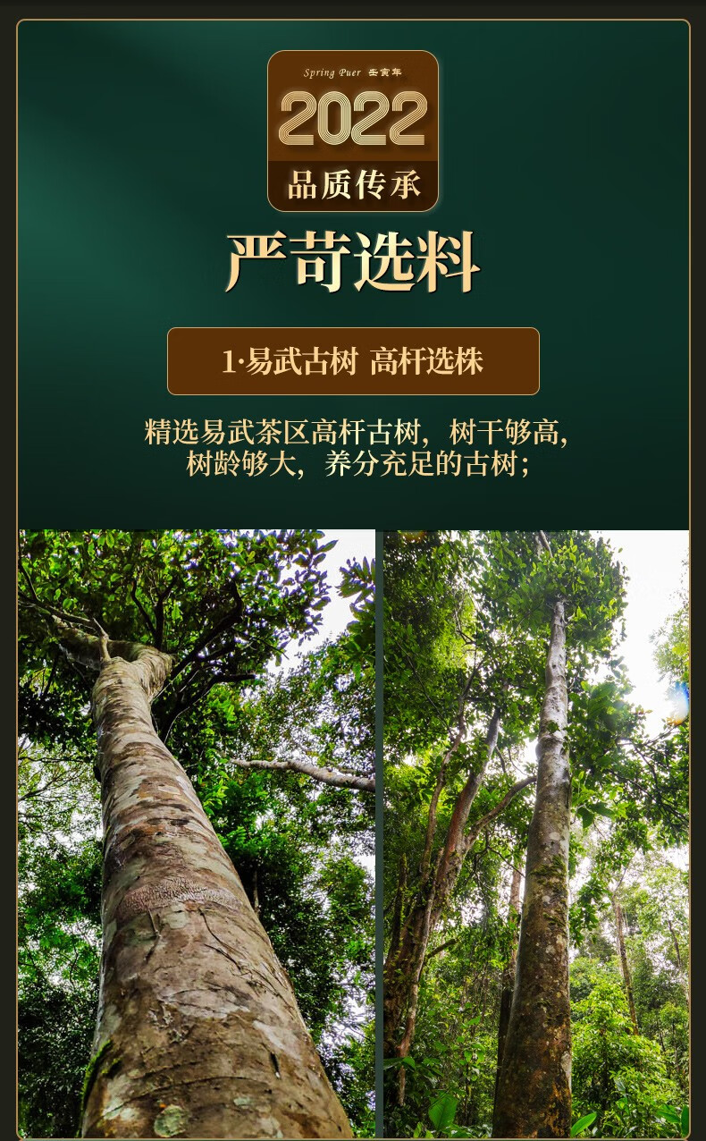 卖克茶叶2022年春茶预售易武高杆古树普洱茶古树茶生茶一提五片