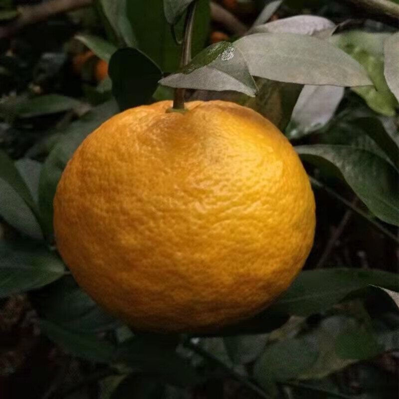 酸爽多汁湖北酸抛柑臭皮柑抛柑新鲜孕妇黄皮水果酸泡柑湖南酸柑子现摘