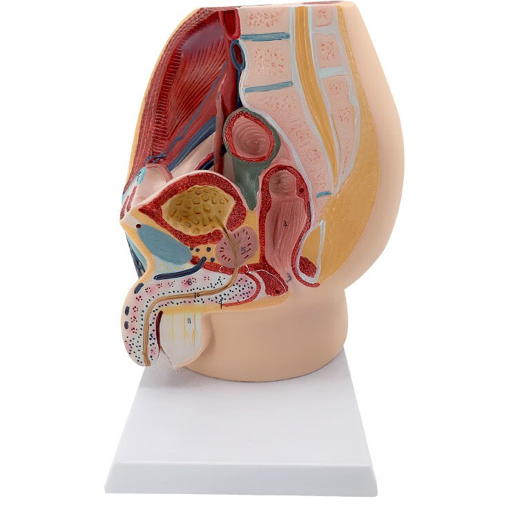 教学仿真女盆腔模型女性泌尿生殖系统标本正中矢状切计生模型盆腔矢状