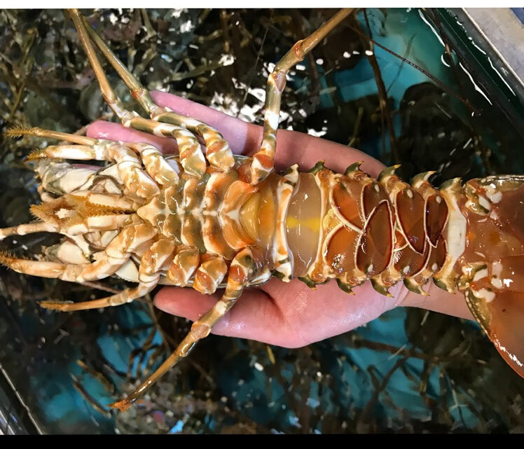 林中山 小青龙虾鲜活冷冻波士顿澳洲花龙大龙虾海鲜水产 3只1500