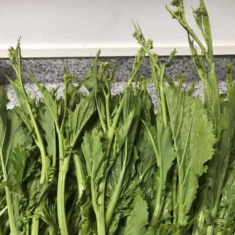 青菜苔 新鲜野腊菜苔 冲菜苔 蔬菜春菜 苦腊菜 腊