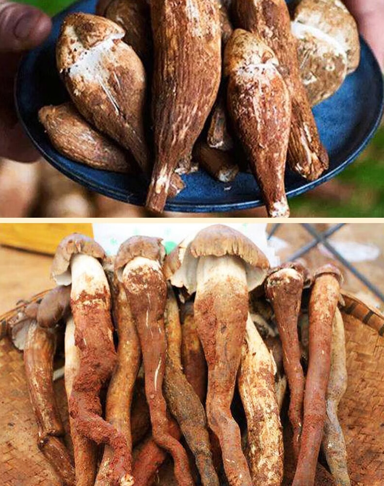 空运直达云南野生鸡枞菌鲜菌火把鸡枞菌鲜甜可口好吃不输松茸野生火把