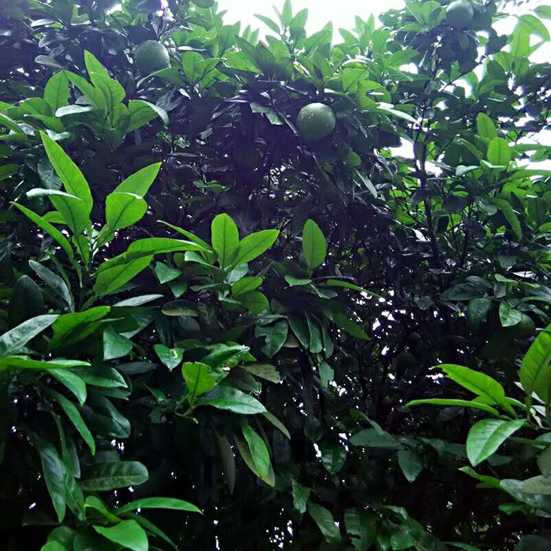 春光岛新鲜柚子叶 带枝叶子 老树带枝 当天采摘 纯叶子 100片 顺丰