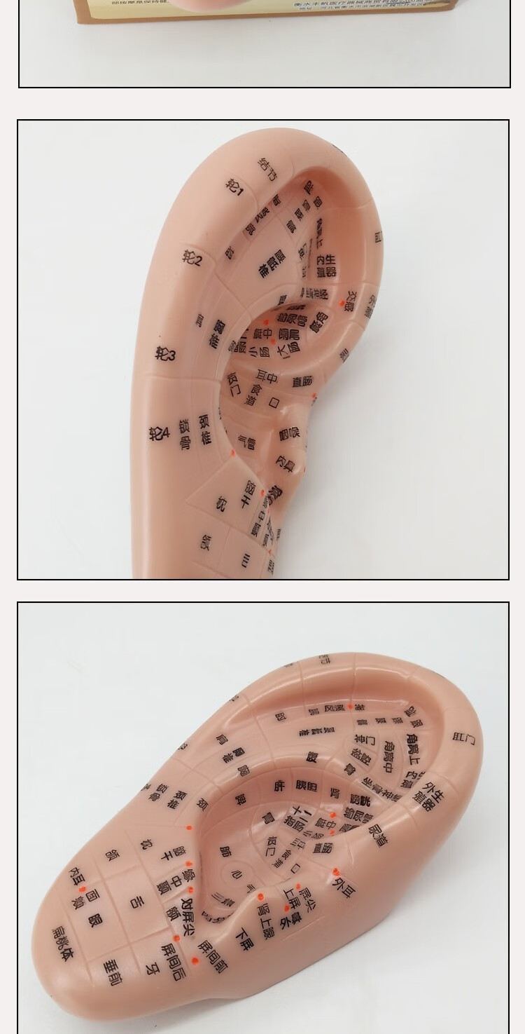 丰帆 耳穴模型14cm耳朵模型按摩耳穴位针灸耳穴位模型 按摩型耳膜