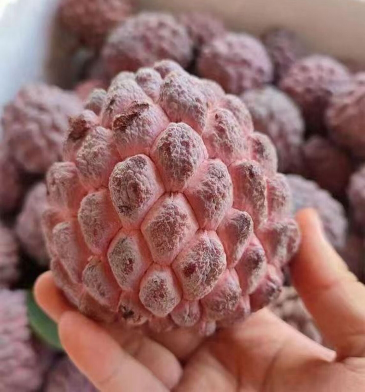 玫瑰红释迦果新鲜水果牛奶凤梨释迦果番荔枝佛头牟尼果精选玫瑰释迦5