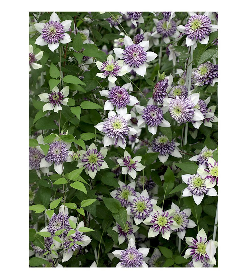 进口多年生藤本皇后铁线莲庭院阳台盆栽地栽爬藤植物花苗大苗攀援花卉