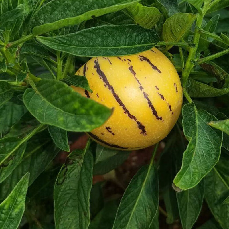 甜心熟果云南石林人参果水果新鲜黄肉圆果当季批发3斤全熟圆果中果50g