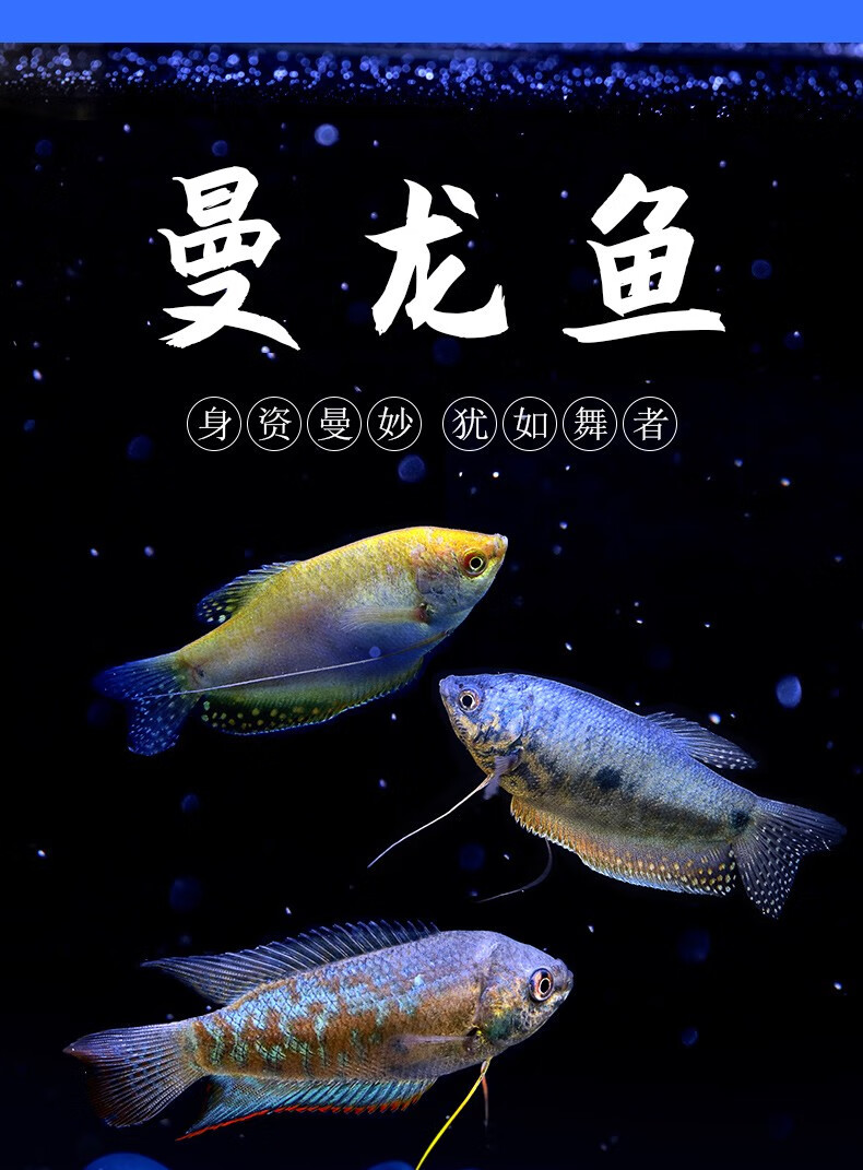 黄色曼龙鱼活体蓝色曼龙热带观赏鱼中小型鱼宠物鱼淡水鱼丽丽鱼68厘米