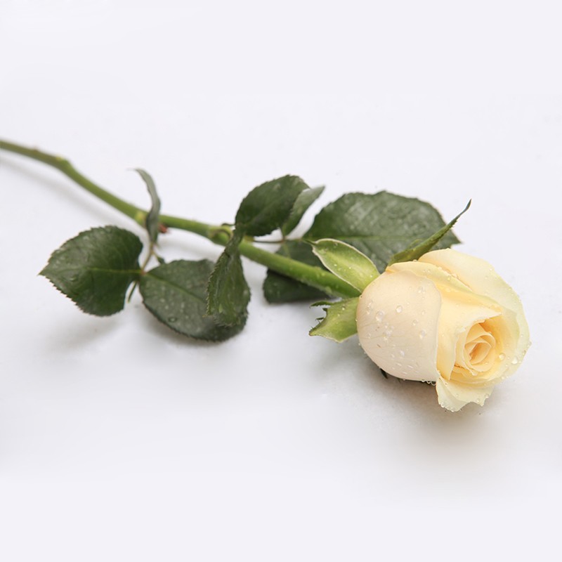 欣尚鲜花速递单支红玫瑰康乃馨向日葵生日表白公司活动用全国同城配送