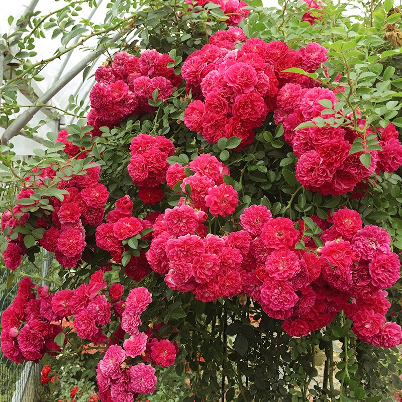 红木香花 爬藤攀援植物 藤本 玫瑰花 垂吊花 牵藤攀援藤本植物 树苗