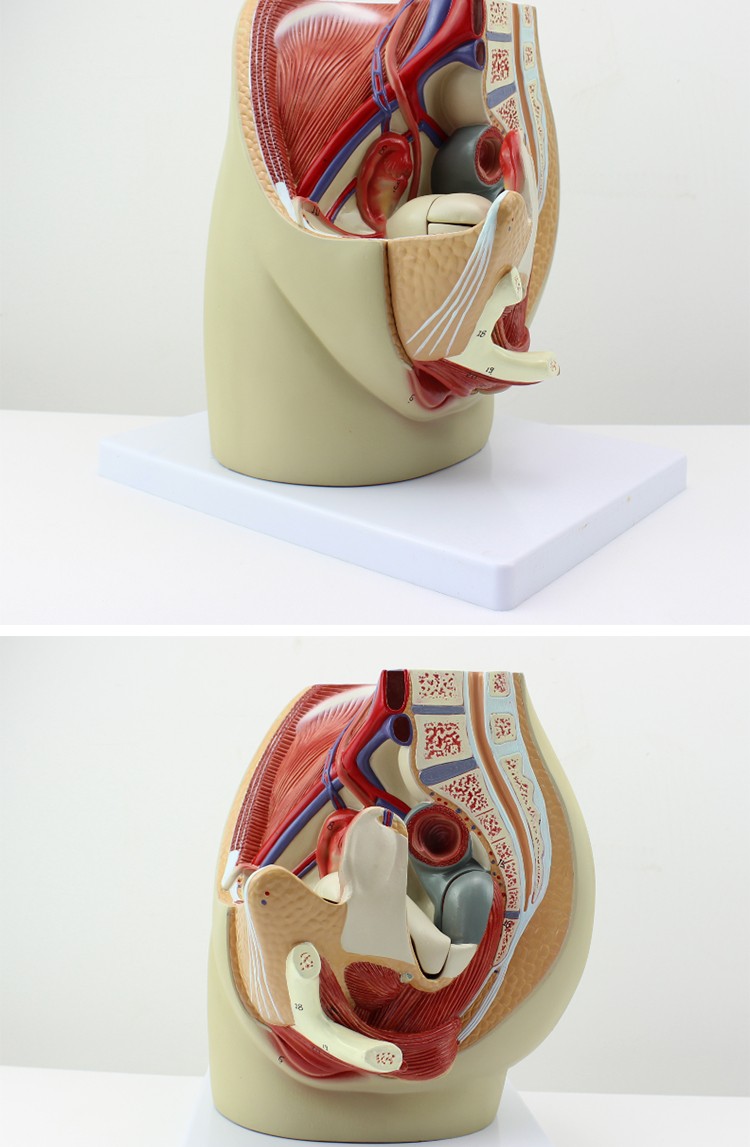 女性盆腔正中矢狀切面模型3件男性矢狀解剖模型男性生殖器解剖女性