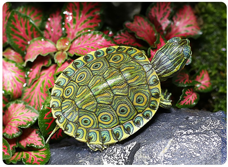 【萌龟饲家】大河甜甜圈东锦西锦孔雀龟深水龟淡水冷水观赏宠物吃粪小