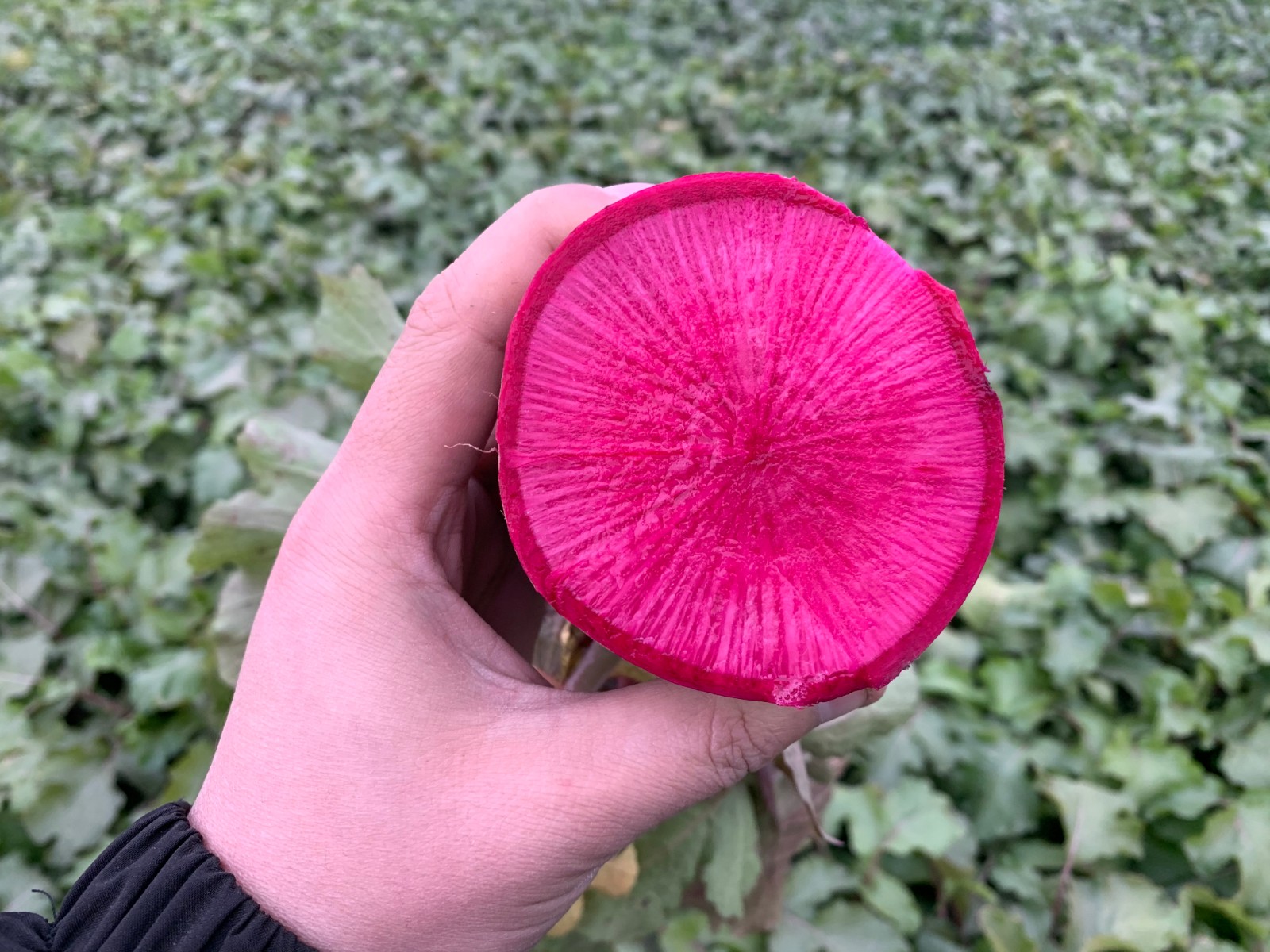 【大荔助农馆】紫美人萝卜 红心水果萝卜 新鲜顺才凤梨心里美萝卜 5斤