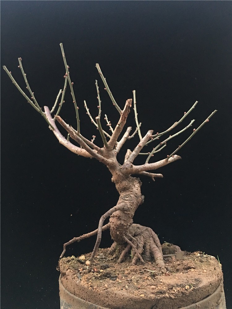 红梅盆景树桩盆栽梅花盆景老桩耐寒植物地栽腊梅室内绿植耐寒不含盆