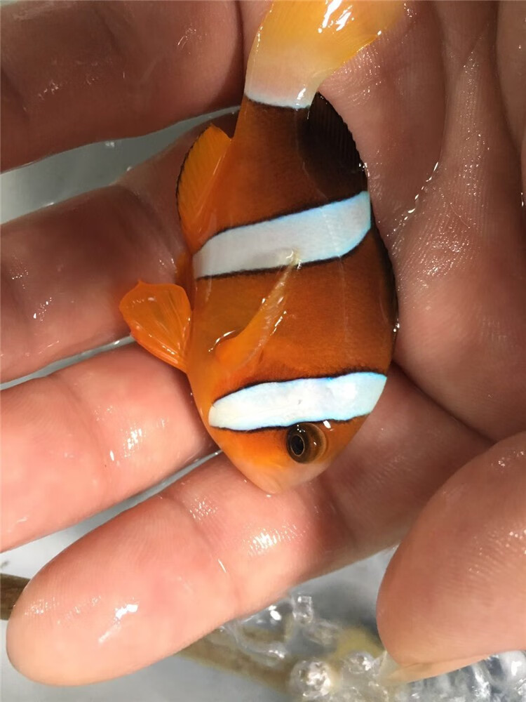 海水鱼活体人工小丑鱼野生公子双带黑背心奥黑白金公子小丑鱼尼莫野生