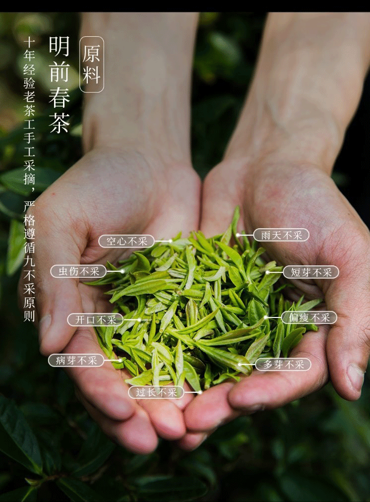 仙芝竹尖毛尖绿茶120g礼盒茶叶四川新茶高山云雾茶明前绿茶送礼配原装