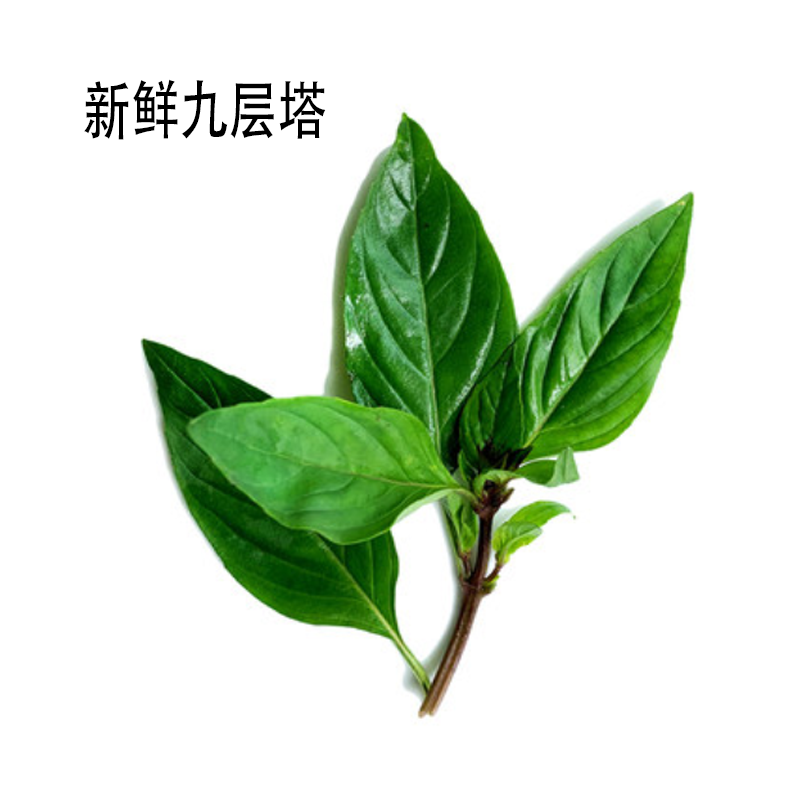 顺丰新鲜香料西餐调料牛排日式料理香料配菜新鲜九层塔250g