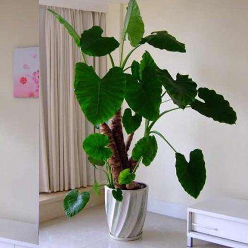 滴水观音盆栽大海芋大小滴水观音 水培绿植花卉室内植物盆景 新家装饰