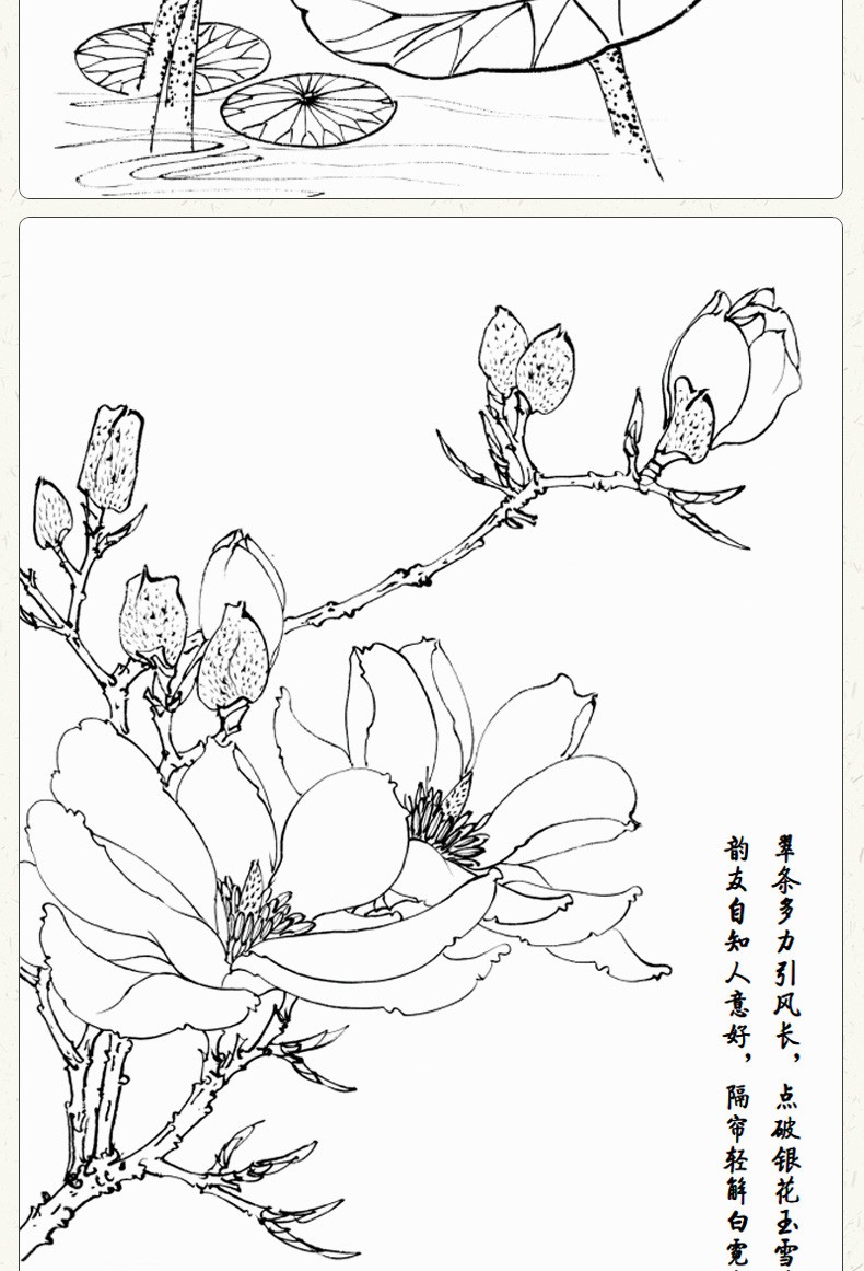 正版中国画白描入门篇国画临摹白描画谱底稿工笔画零基础白描入门梅兰
