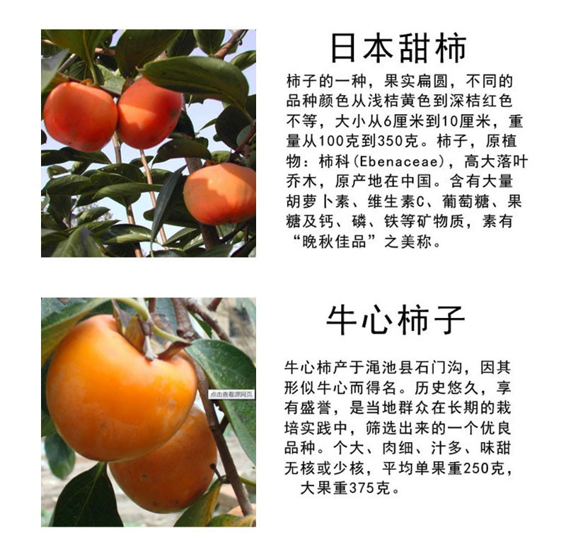 柿子苗树盆栽地栽嫁接苗日本甜柿磨盘柿柿树苗当年结果无核柿子树牛心