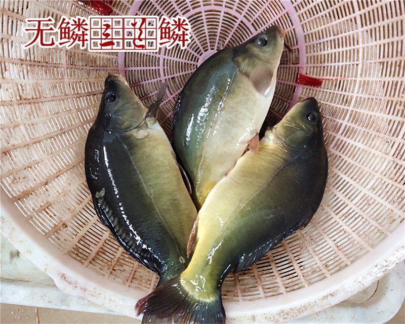 轻恋东北特产斑鲤鱼 光鲤鱼 无鳞鱼 鲜活速冻三道鳞大鲤鱼 大菜园 4.